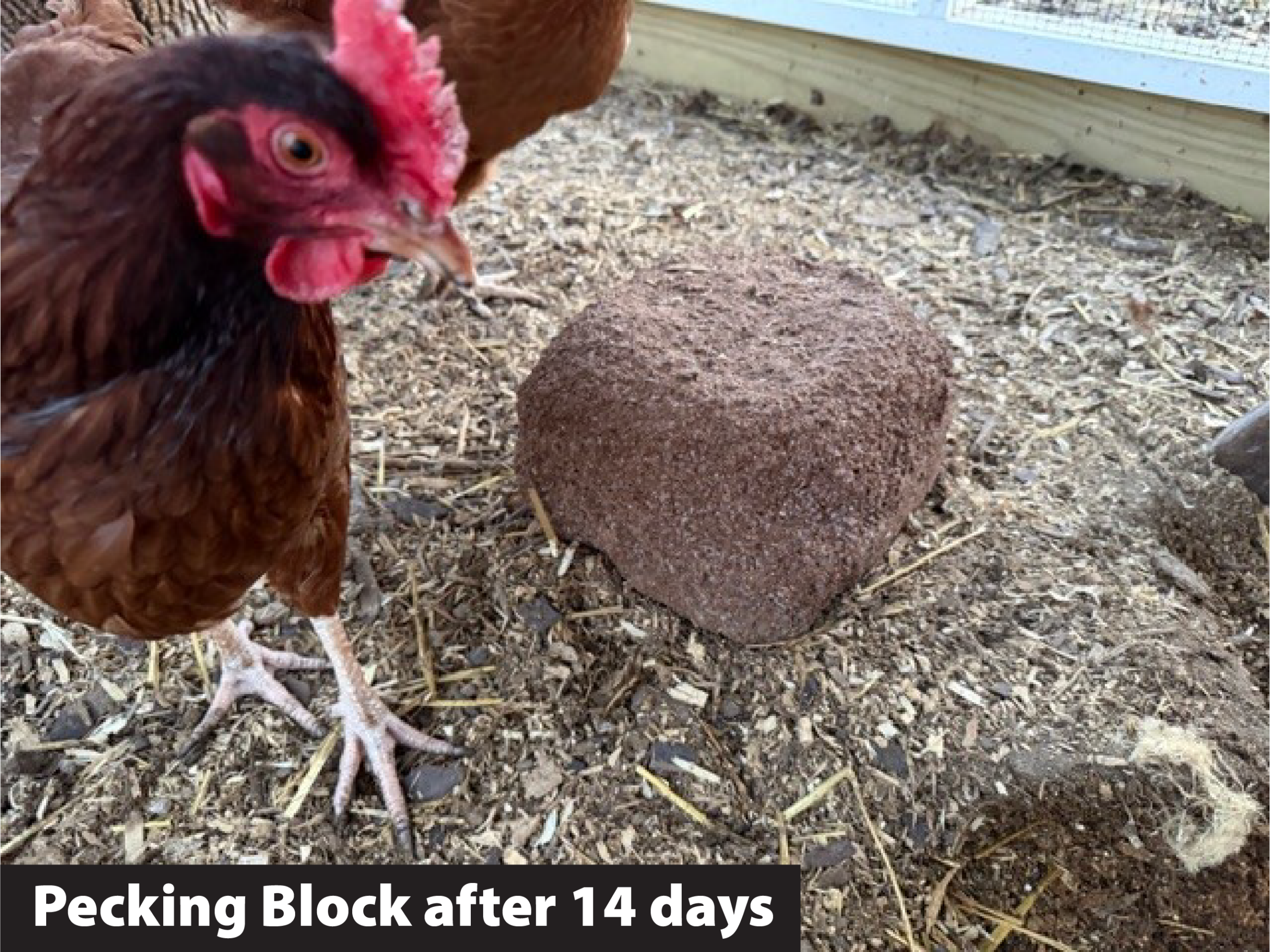 Close-up of a brown chicken with a red comb beside a round pecking block on dirt; caption reads 'Pecking Block after 14 days'.