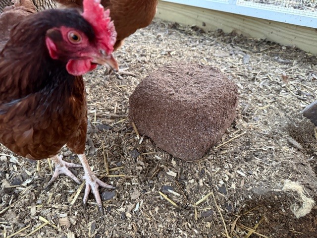 Red-combed chicken beside a square brown block on dirt in a coop yard.