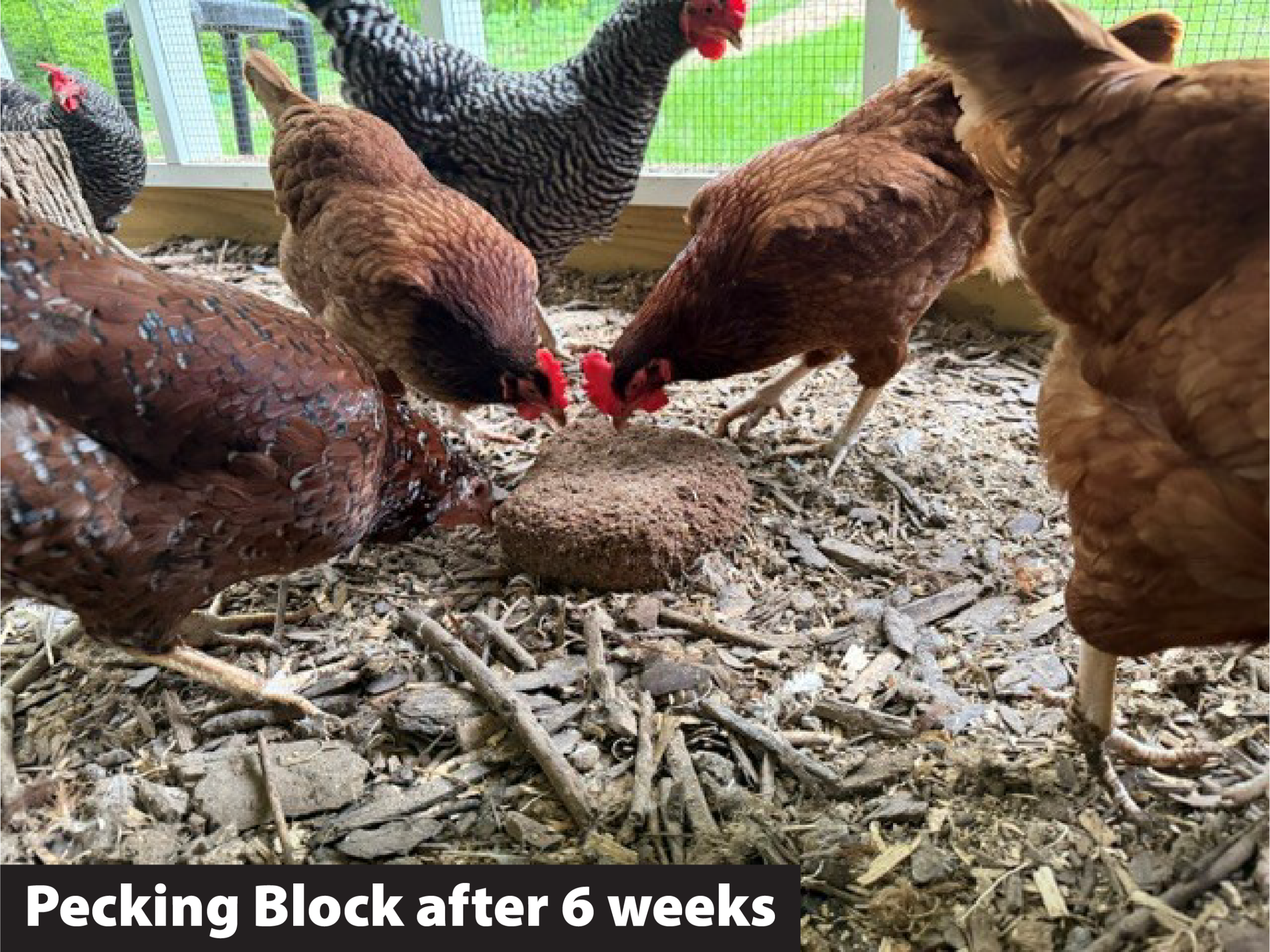Brown chickens pecking at a dirt block on the coop floor among wood chips.