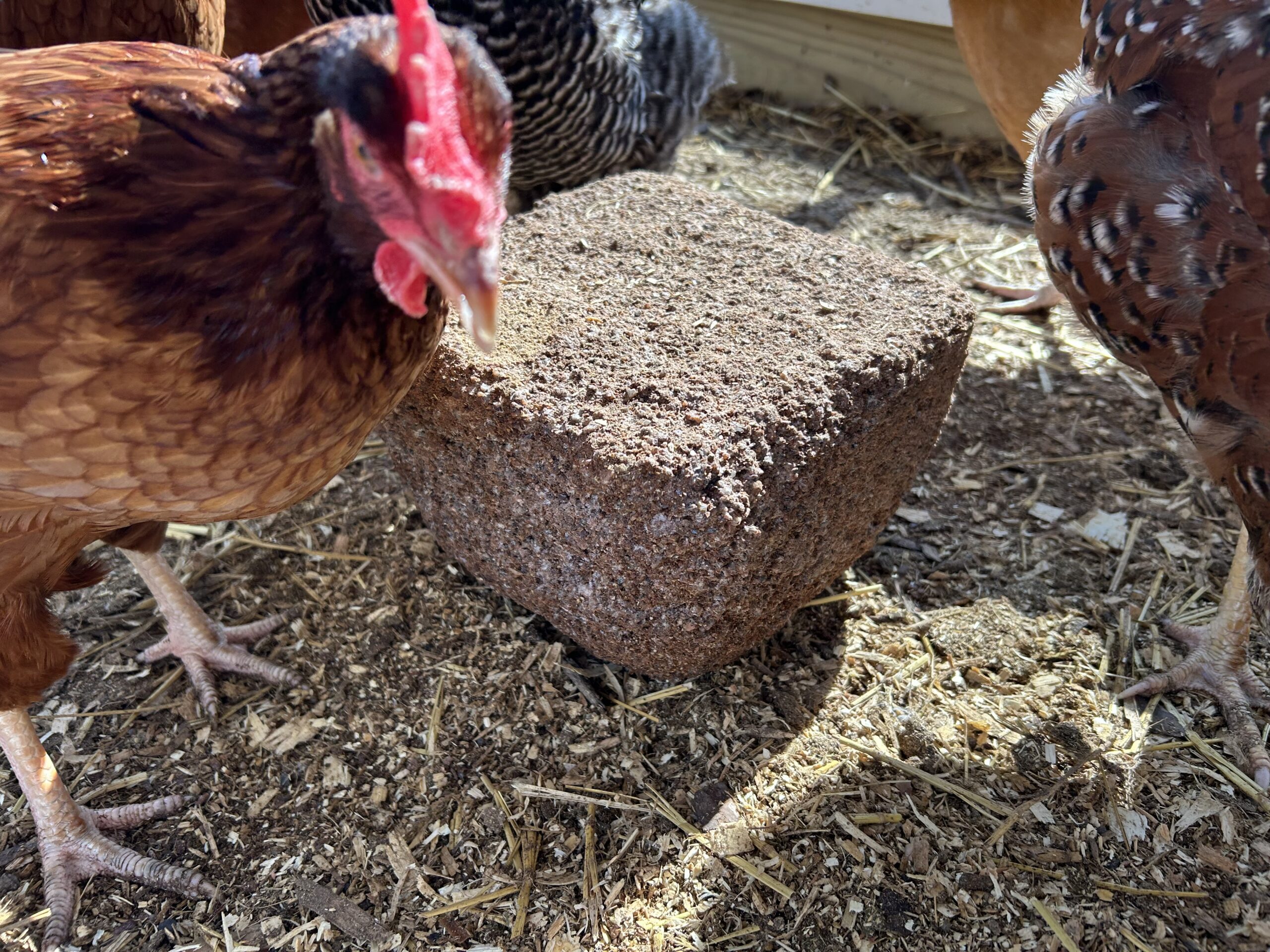 Two brown chickens peck near a rough rock in a dusty coop yard, with straw on the ground nearby.
