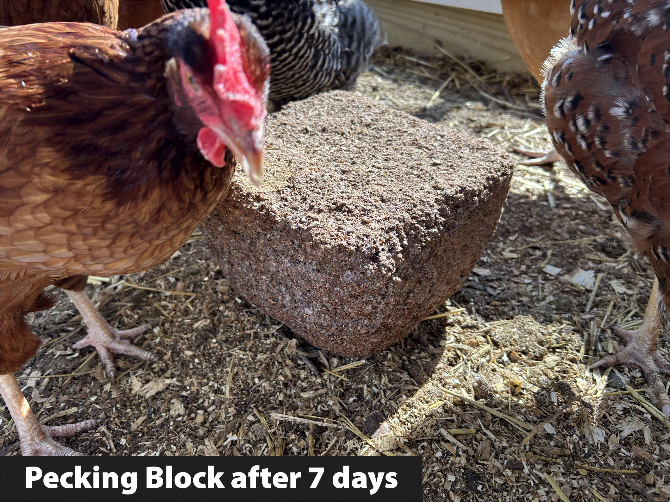 Poultry Grit Pecking Block - Image 2