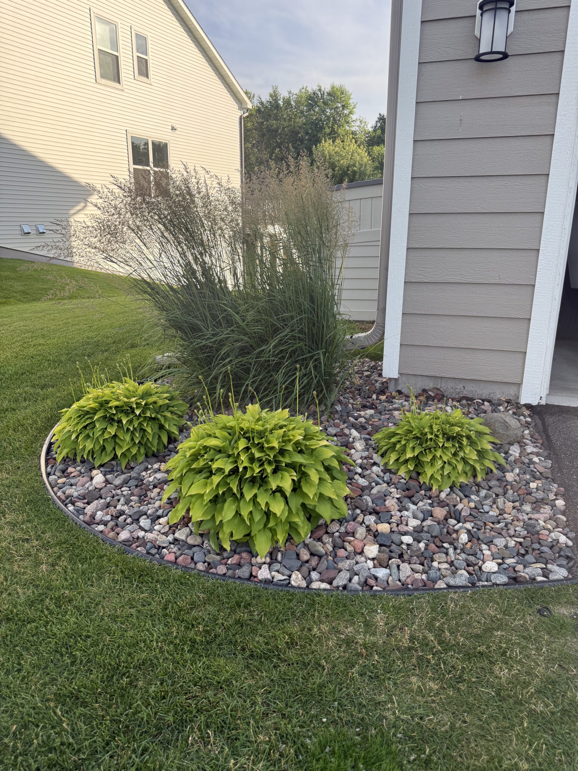 Curved rock garden bed with green hostas and tall ornamental grasses beside a beige house exterior.